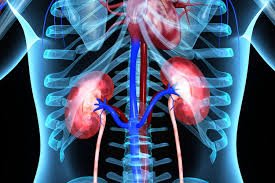 Métabolisme Calcium au niveau des Systèmes Intestinal et Urinaire : Absorption, Régulation, Excrétion du Calcium, les différents types de Calculs rénaux