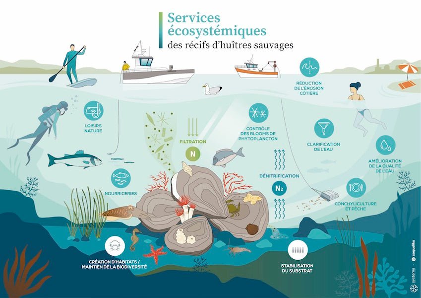 Ecologie des huitres :  Ecosystèmes, Biodiversité, Biologie et Reproduction, Ostréiculture