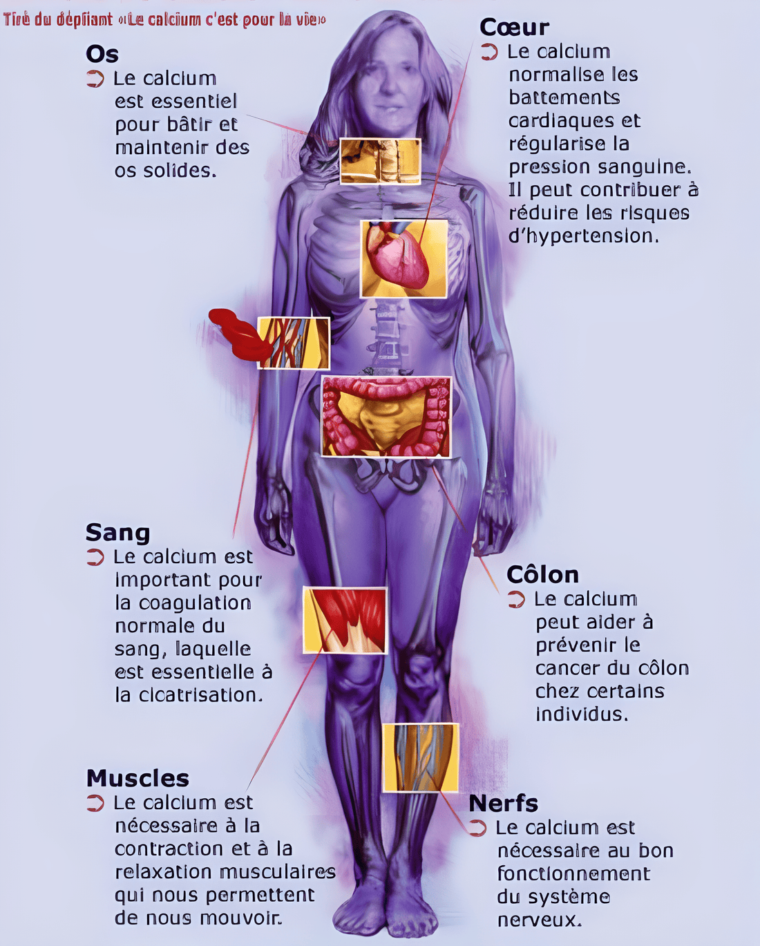 Comprendre la physiologie et le métabolisme généraux du Calcium dans l'organisme